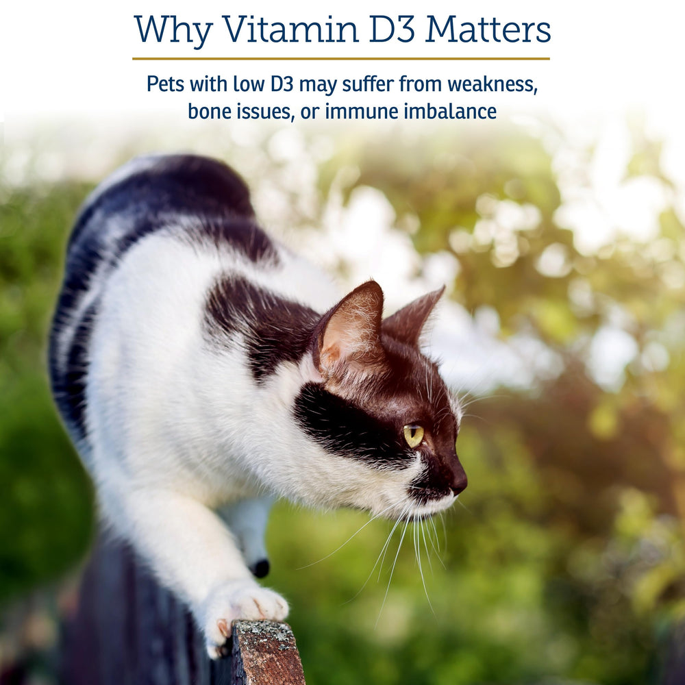 Rx Vitamins Rx D3, emballage-boîte pratique et fiable pour utilisation domestique.