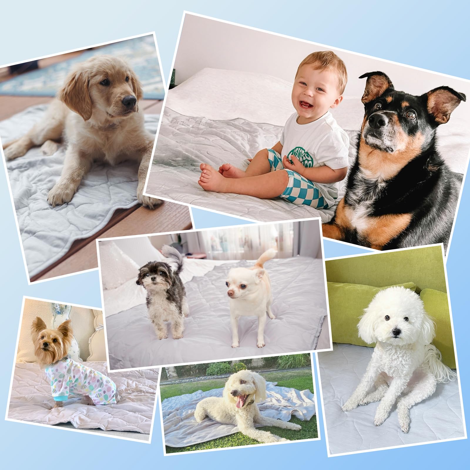 Utilisation quotidienne avec les chiens pour des pauses fraîches.