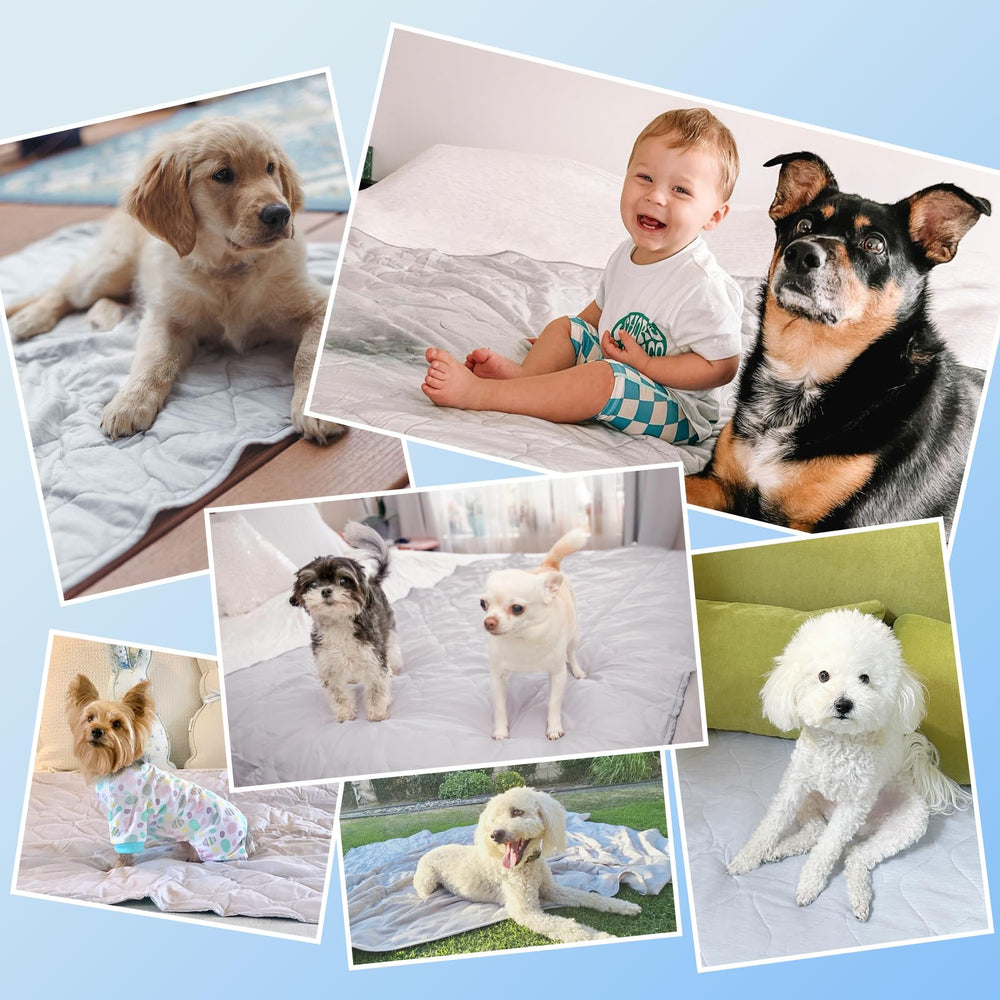 Utilisation quotidienne avec les chiens pour des pauses fraîches.