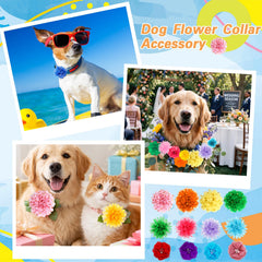 Sadnyy boucles-fleurs couleur vive sur collier chat, parfait pour les séances photo.