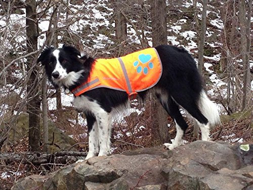 Conception pratique SafetyPUP XD pour activités en plein air avec chien.