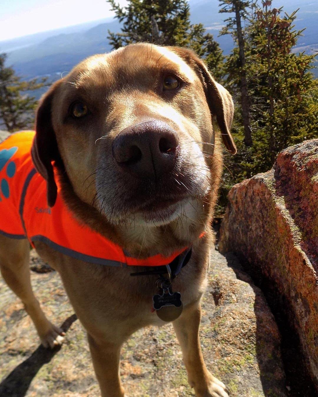 SafetyPUP XD gilet réfléchissant, usage extérieur sûr et visible pendant les activités quotidiennes