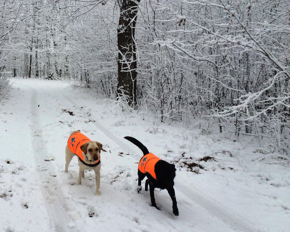 SafetyPUP XD confort lors des promenades et randonnées avec votre chien.