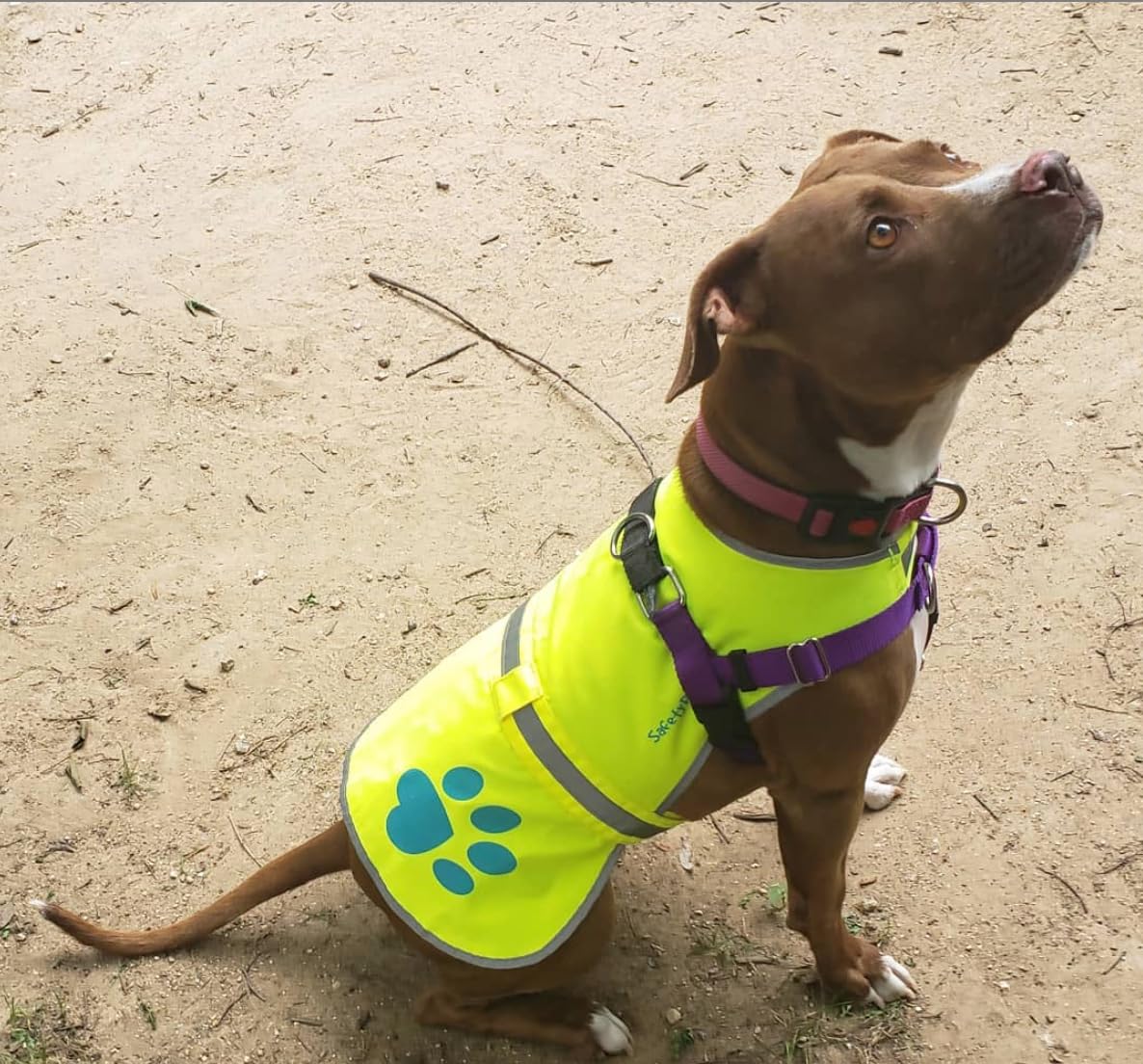 SafetyPUP XD gilet avec coutures doubles pour durabilité accrue.