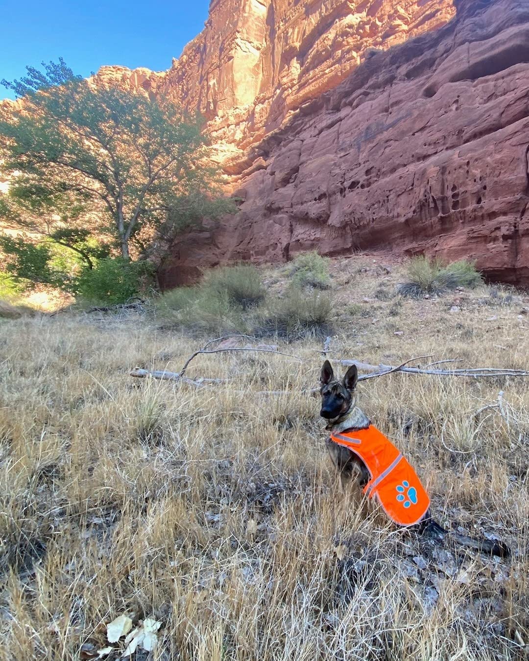 SafetyPUP XD visibilité et prévention pour voitures et chasse en extérieur.