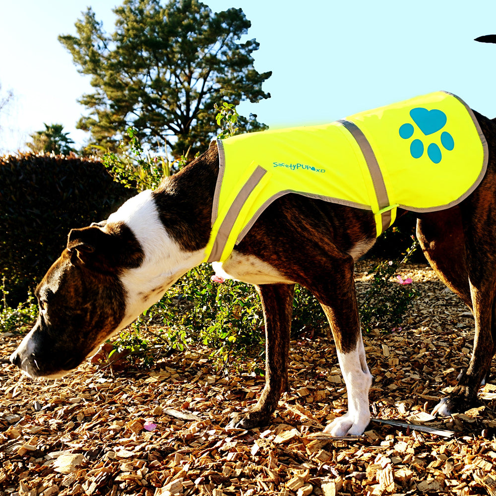 SafetyPUP XD gilet facile à ajuster, ajuste bien autour du buste et du cou.