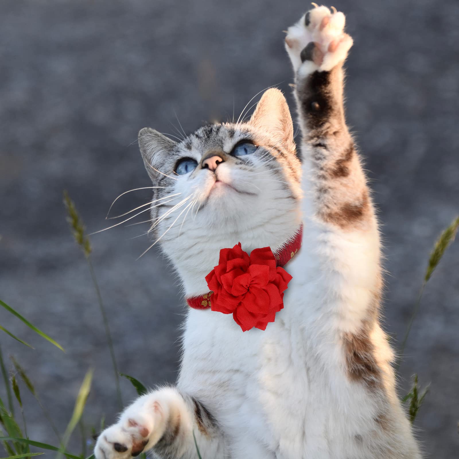 Saintrygo: fleur lotus blanc sur collier chat, élégance douce pour l’animal.