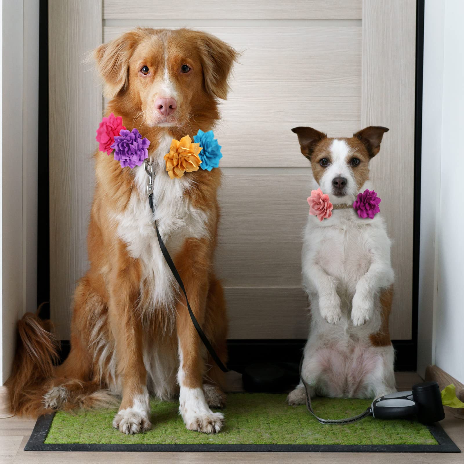 Saintrygo: fleur lotus rouge sur collier chien, ambiance festive.