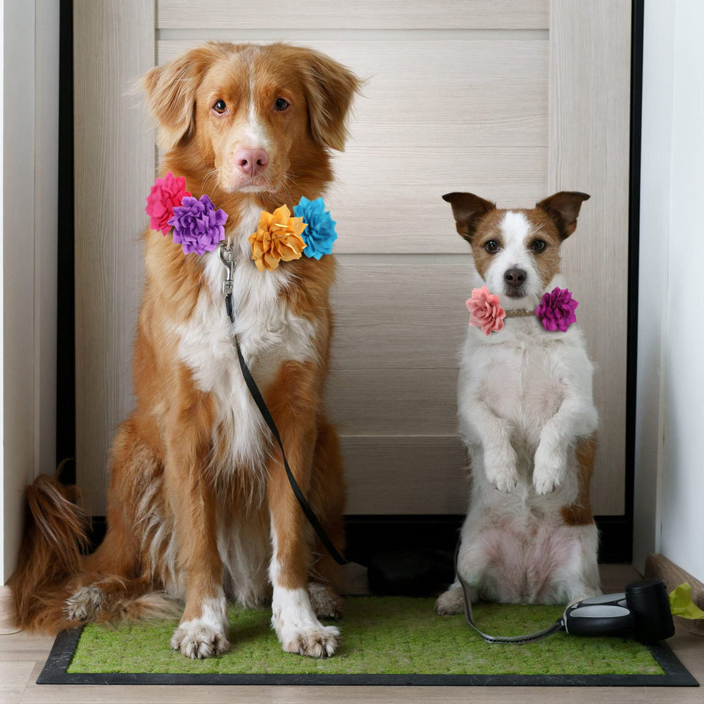 Saintrygo: fleur lotus rouge sur collier chien, ambiance festive.