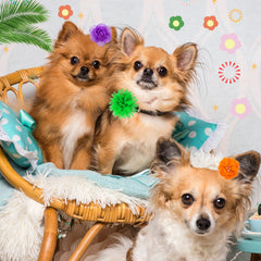 Saintrygo noeud fleur chien modele-3 – parfait pour fêtes et sorties.