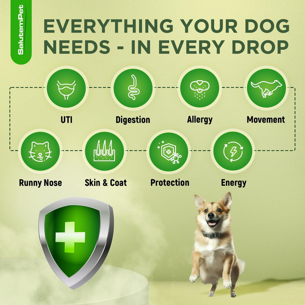SalutemPet antibiotiques chien – goût poulet, facile à ajouter au repas.