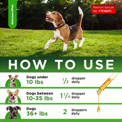 SalutemPet antibiotiques naturels pour chien : ajout facile dans les repas.