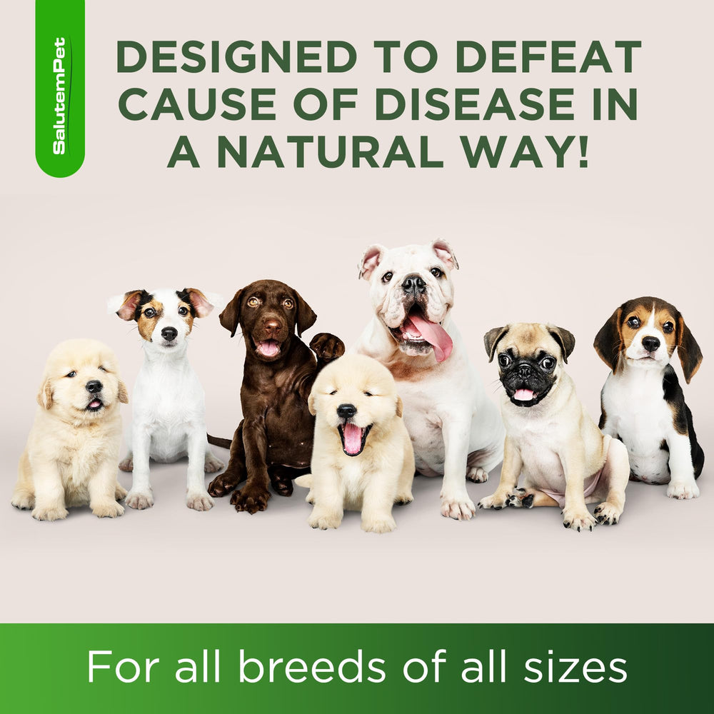SalutemPet antibiotiques naturels pour chien : soutien multi-systèmes.