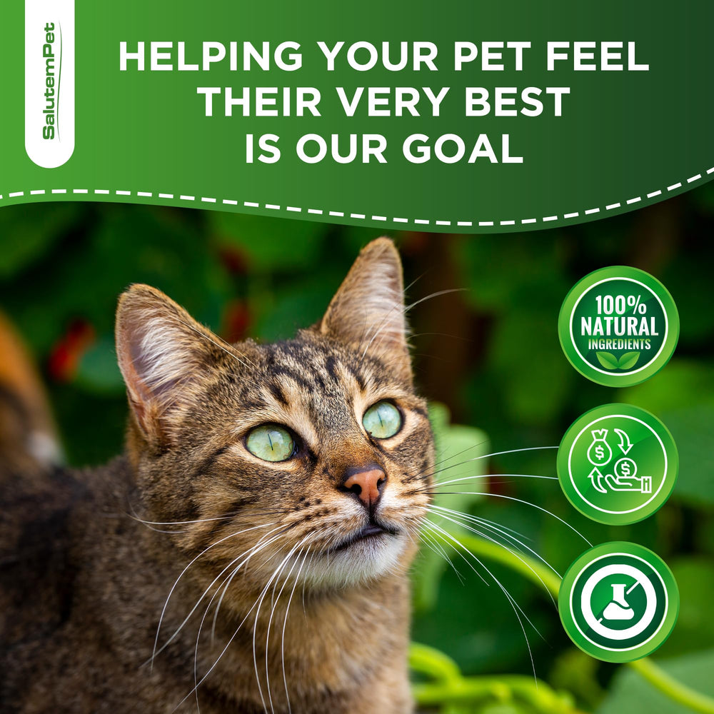 SalutemPet Probiotiques pour chats – conseils d’utilisation pour un soutien digestif durable.