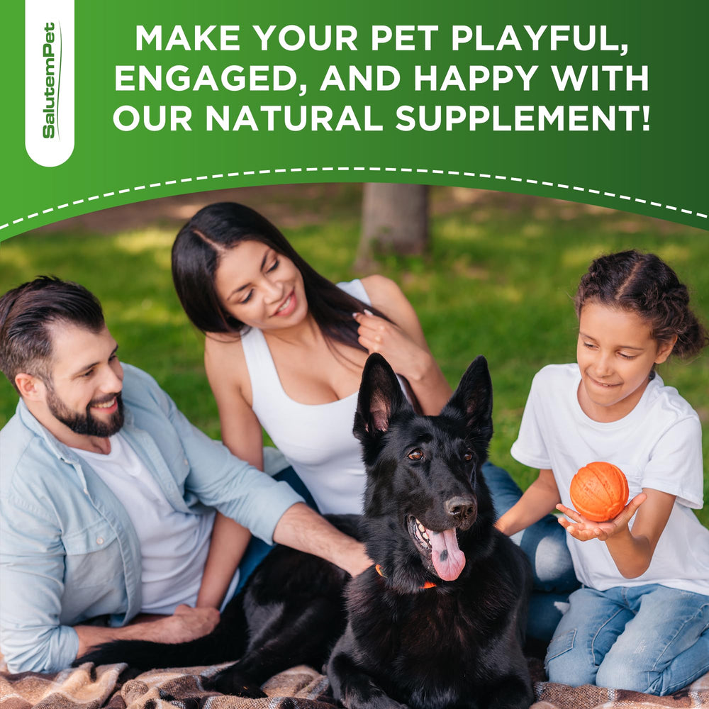 Probiotiques SalutemPet usage-quotidien-chien: utilisation simple pour une routine saine.