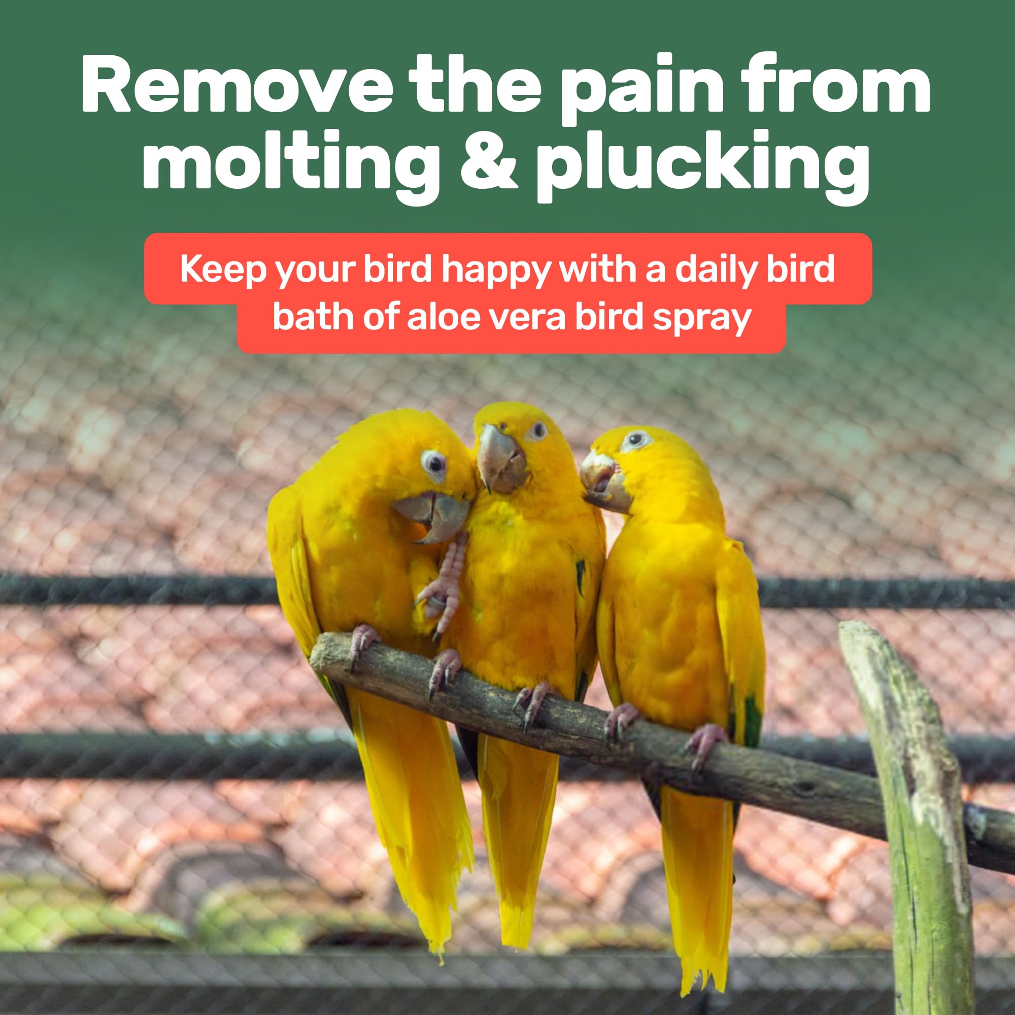 Samorillo mue, plumage apaisé et conditionné