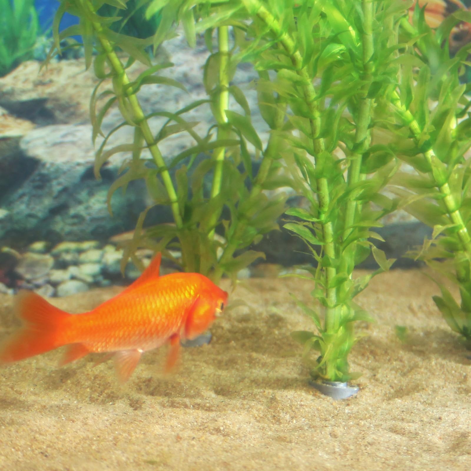 SANJHFF emballage clair et matériel sûr, sans altération du milieu aquatique.