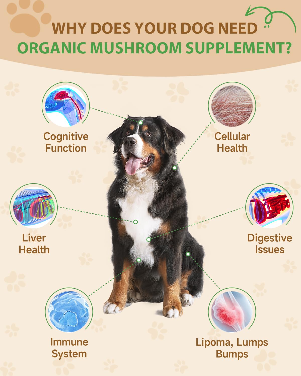 Queue-de-dinde et champignons: soutien naturel des défenses du chien.