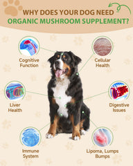 Queue-de-dinde et champignons: soutien naturel des défenses du chien.