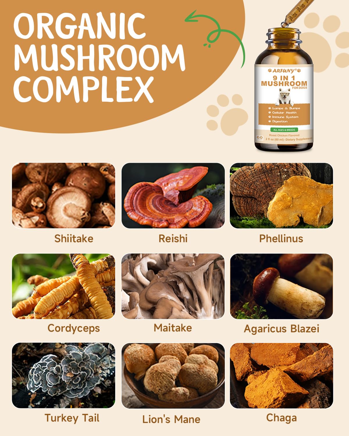 Reishi et crinière de lion: potentiel soutien au bien-être général.