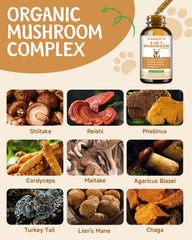 Reishi et crinière de lion: potentiel soutien au bien-être général.