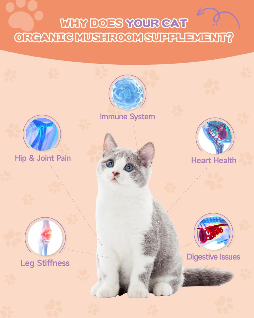 SANTKOL collagène chat - gouttes faciles, goût poulet rôti, usage quotidien