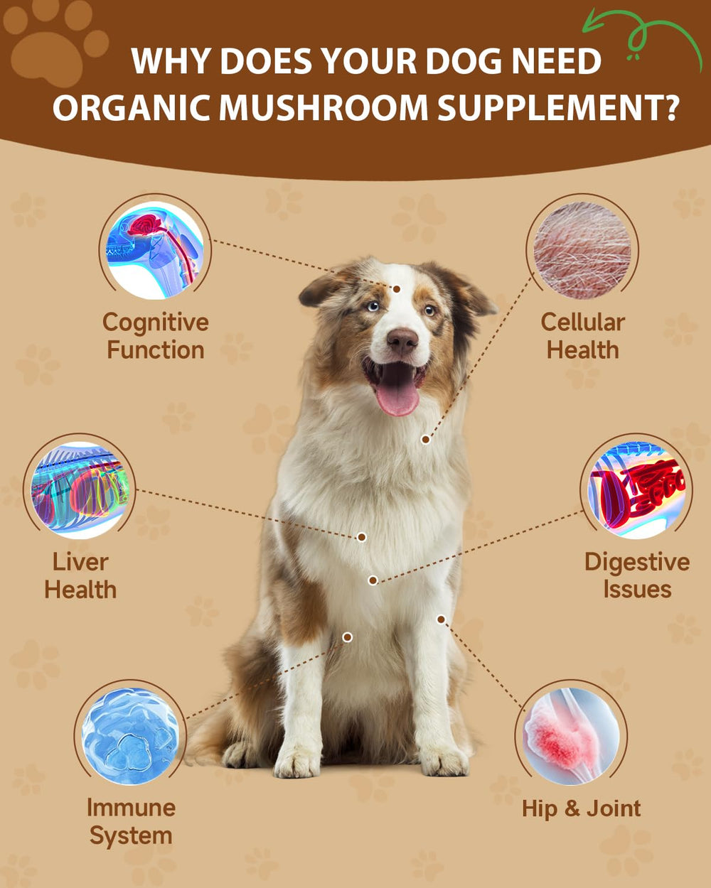 SANTKOL mélange 9 champignons chien – formulation complète pour le bien-être