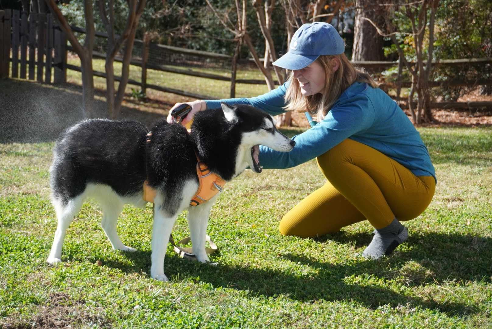 Utilisation domestique sur matelas et coussins pour chien Sawyer.