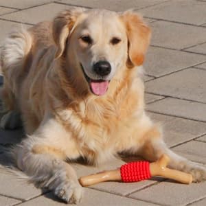 SCHITEC: durable et sûr, parfait pour chiens agressifs qui mâchent fort