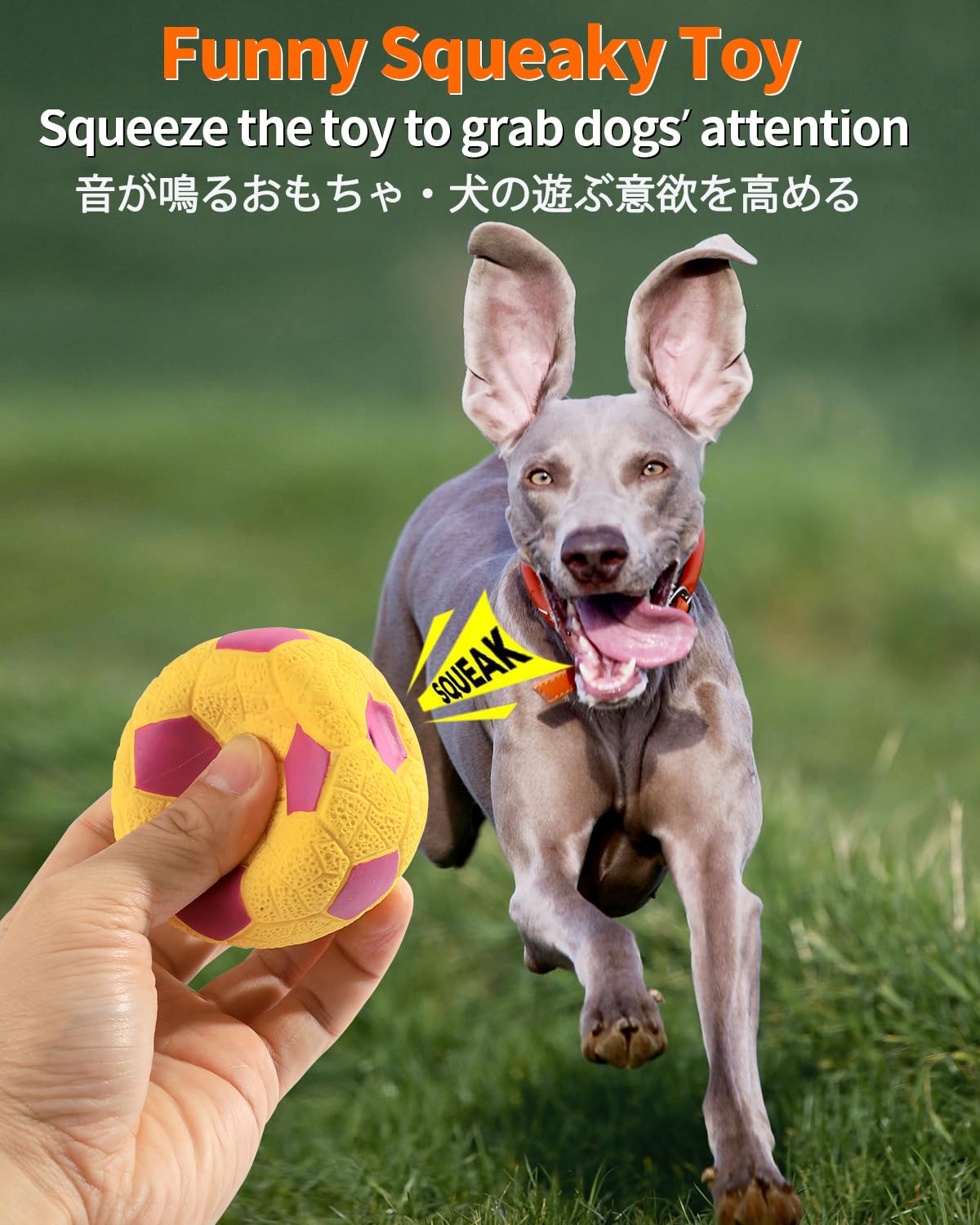 SCHITEC balle avec sifflet intégré, attire l'attention du chien et favorise le jeu.