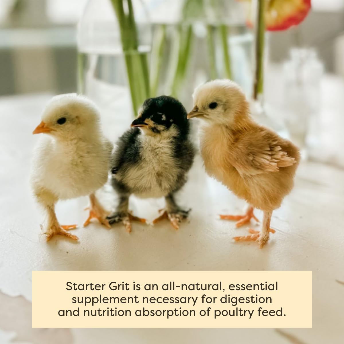 Scratch and Peck Starter Grit trois tailles: Chick, Grower et Layer pour l’adaptabilité.