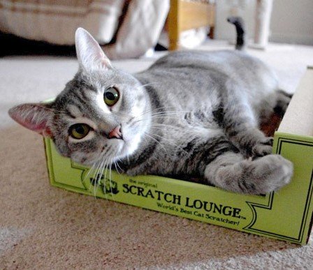 Scratch Lounge XL aide a prevenir dommages sur meubles
