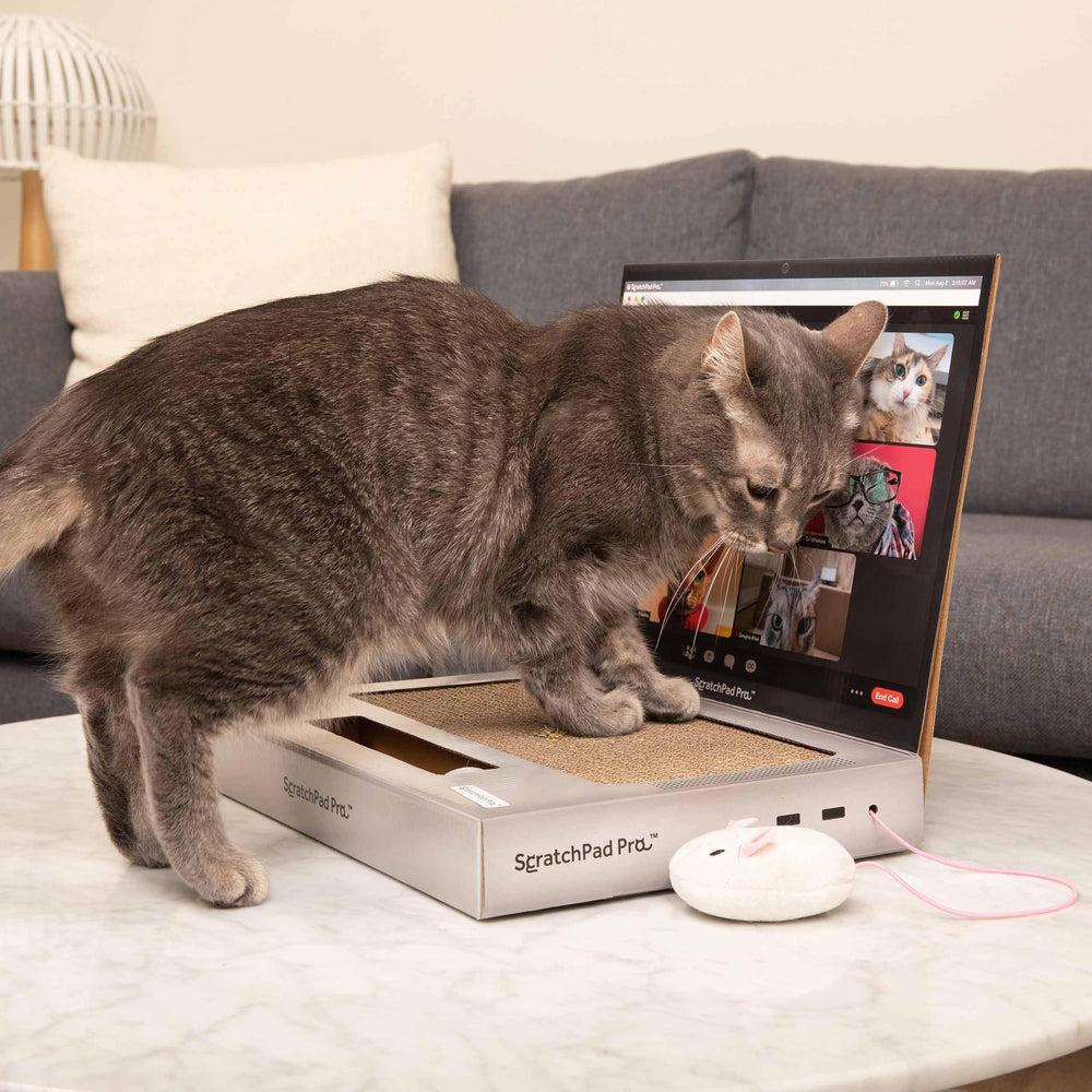 ScratchPad Pro, accessoires chat variés : cadeau apprécié pour les amoureux des félins.