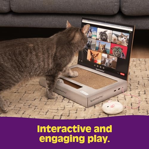 ScratchPad Pro, piste balle : encourage les jeux actifs et la poursuite.