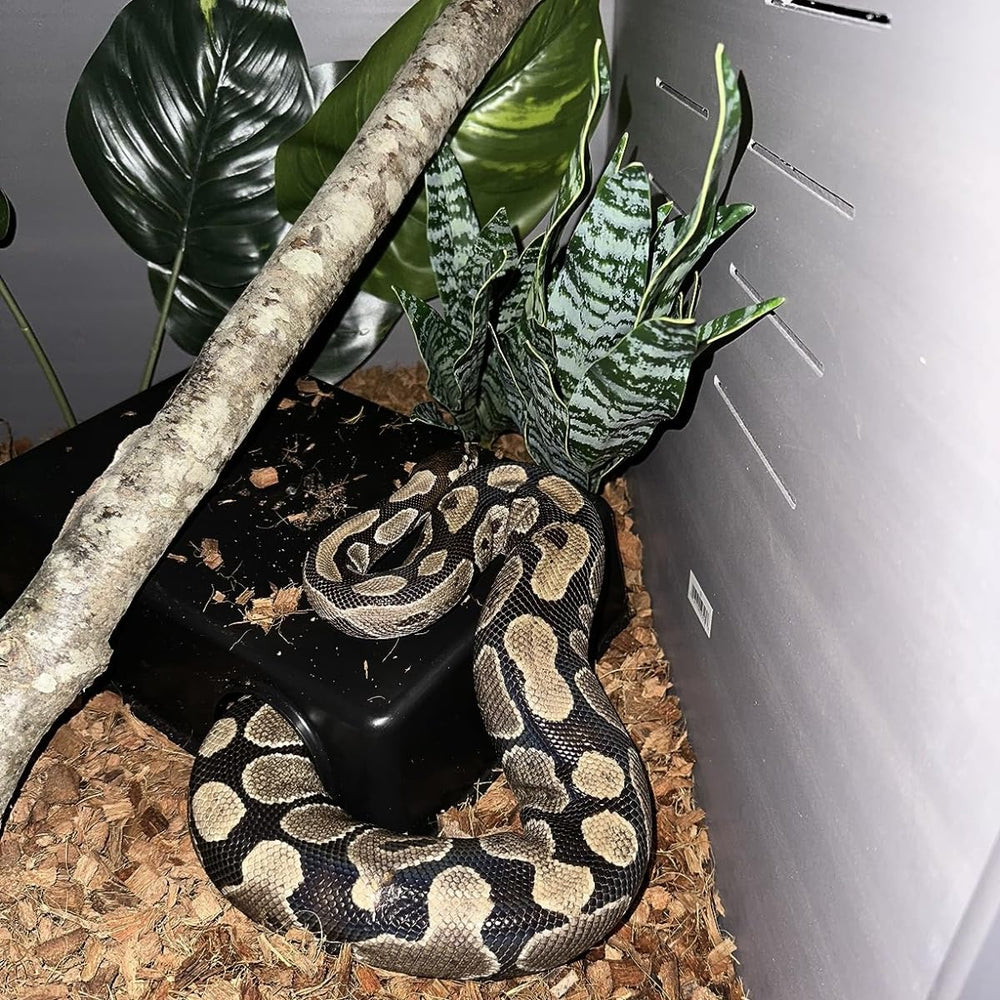 SDZGQPET Amypet cache-reptile taille L utile pour reptiles juvéniles.