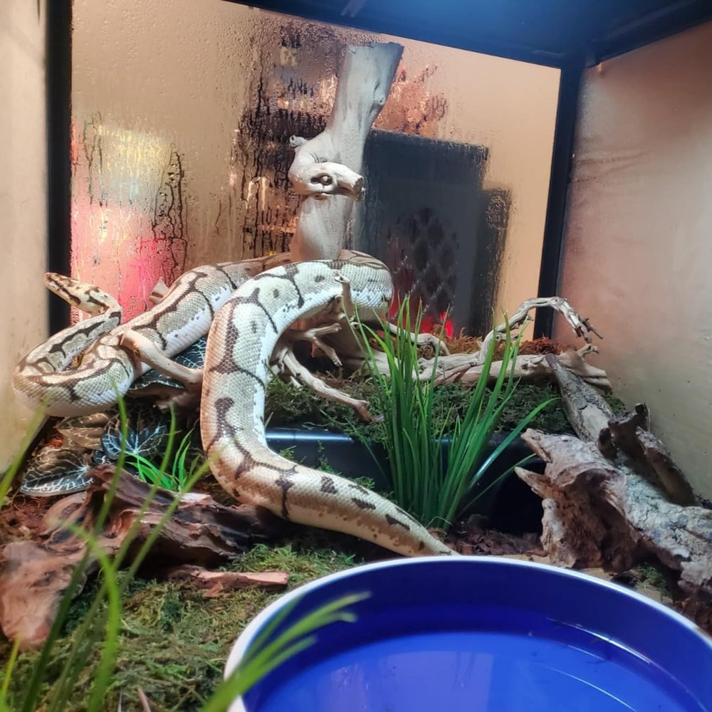 Amypet SDZGQPET cache-reptile taille L, matériau durable pour terrarium.