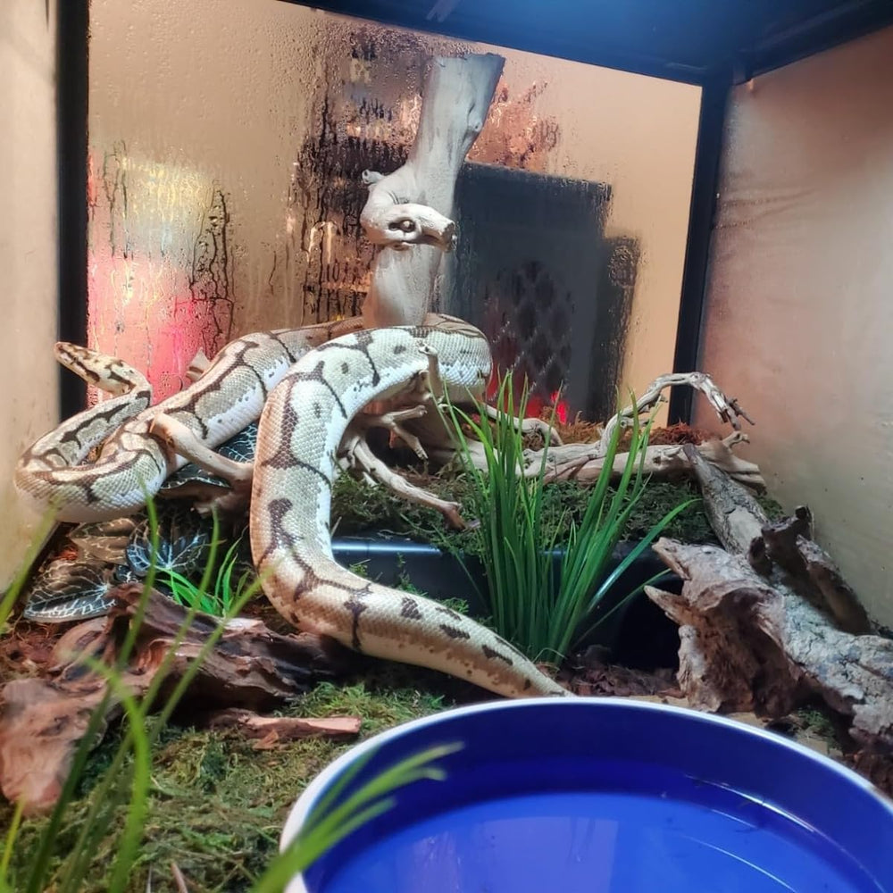 SDZGQPET Amypet refuge-serpent-xl, nettoyage simple et rapide.