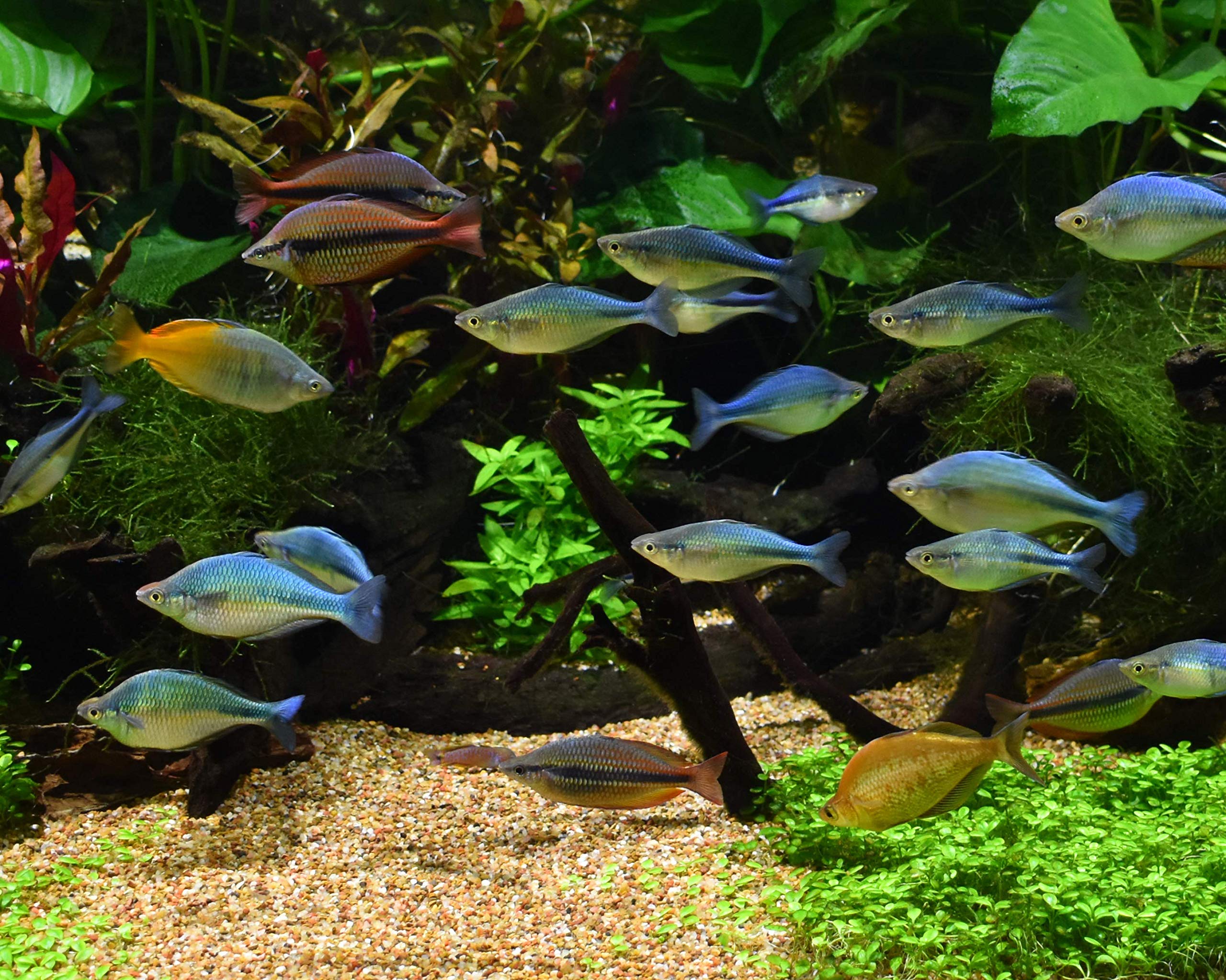 Améliore la douceur de l'eau pour les poissons d'eau douce.