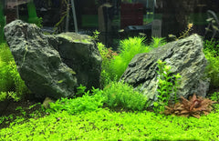 Flourish Trace utilisé dans un aquarium, solution pratique pour compléter les oligo-éléments