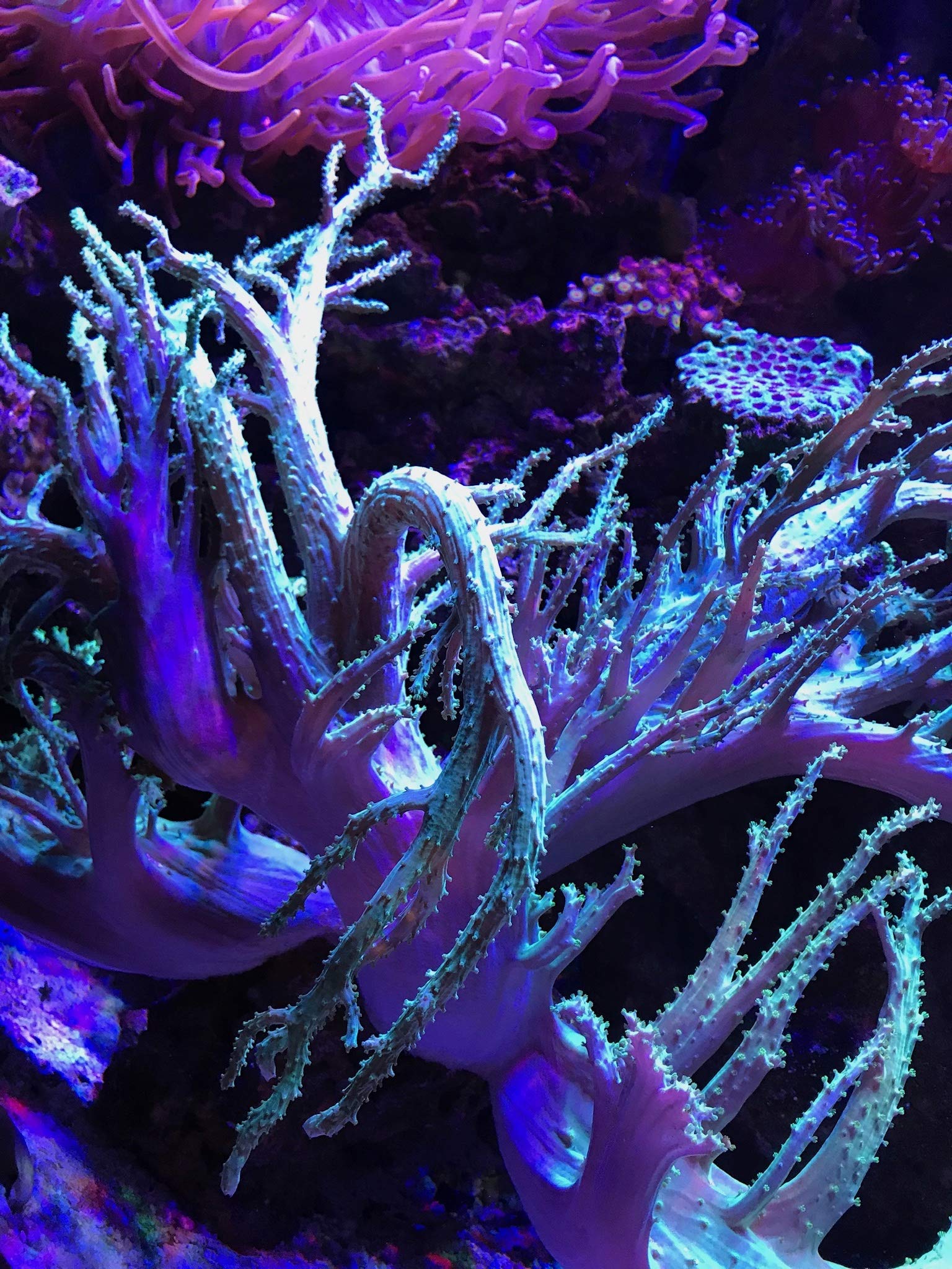 Seachem PhosGuard prêt à être dosé dans le filtre pour eau douce et filtrage optimisé