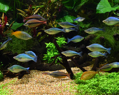 Seachem Pristine – dosage simple pour un équilibre d’aquarium.