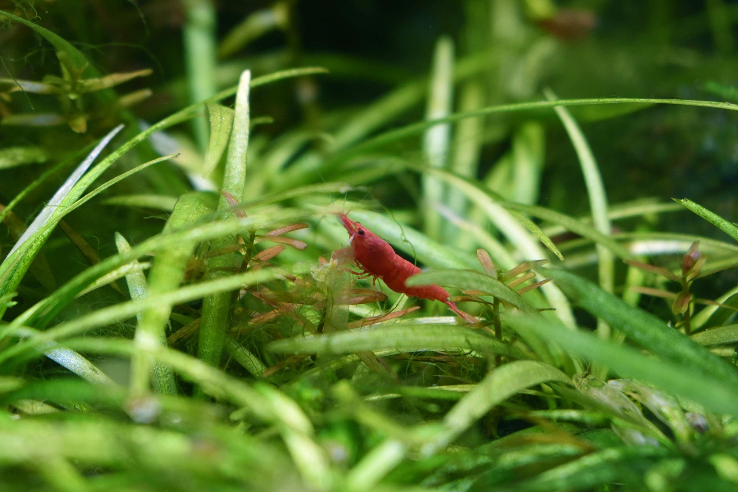 Purigen Seachem: dans l'aquarium, eau claire et filtrée pour poissons et coraux.