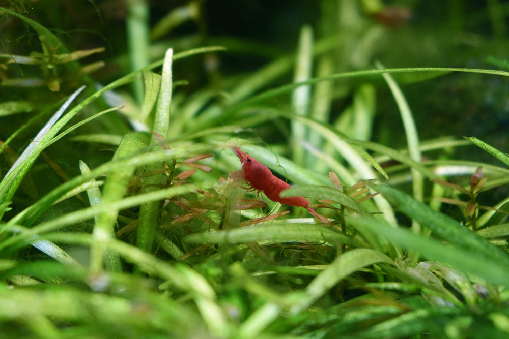 Purigen Seachem: dans l'aquarium, eau claire et filtrée pour poissons et coraux.