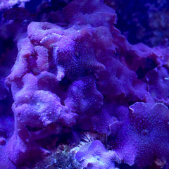 Seachem Reef Advantage Calcium, ajout direct dans l’aquarium pour une maintenance rapide.