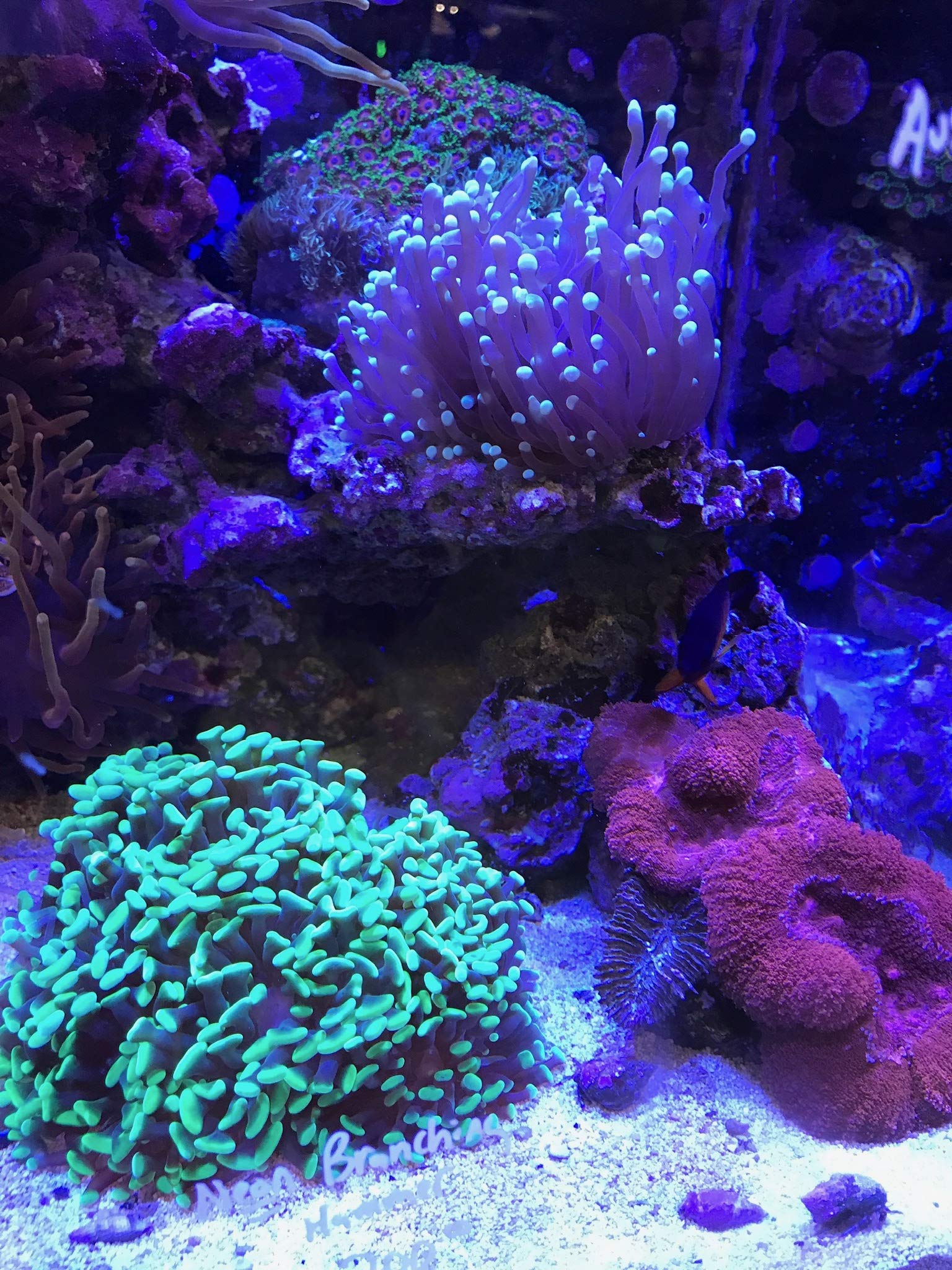 Seachem Reef Builder utilise avec Reef Buffer pour équilibrer l'alcalinité et le pH.