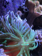 Seachem Reef Calcium, utilisation par coraux, favorise la croissance et la vigueur du récif.