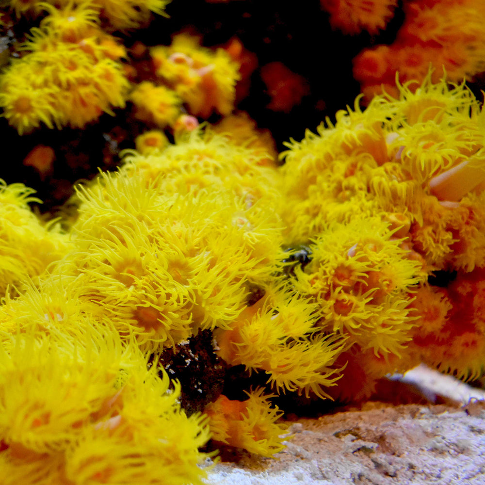 Récif vivant en arrière-plan avec Reef Iodide en action, potentiellement bénéfique.