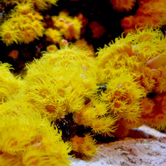 Récif vivant en arrière-plan avec Reef Iodide en action, potentiellement bénéfique.