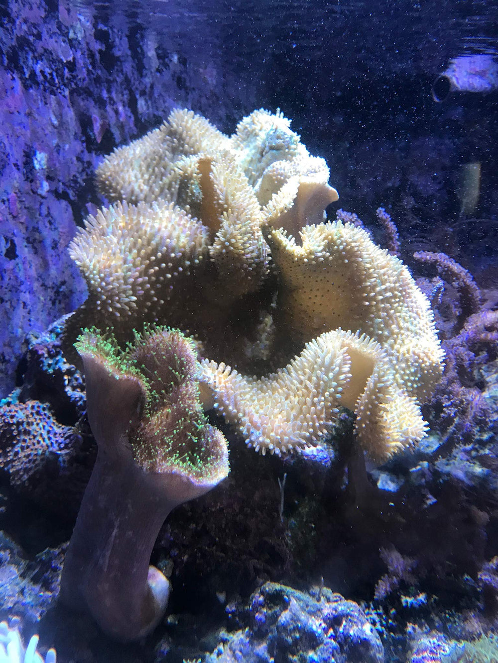 Seachem Reef Phytoplankton – application dans l’aquarium récifal pour soutenir la microfaune.