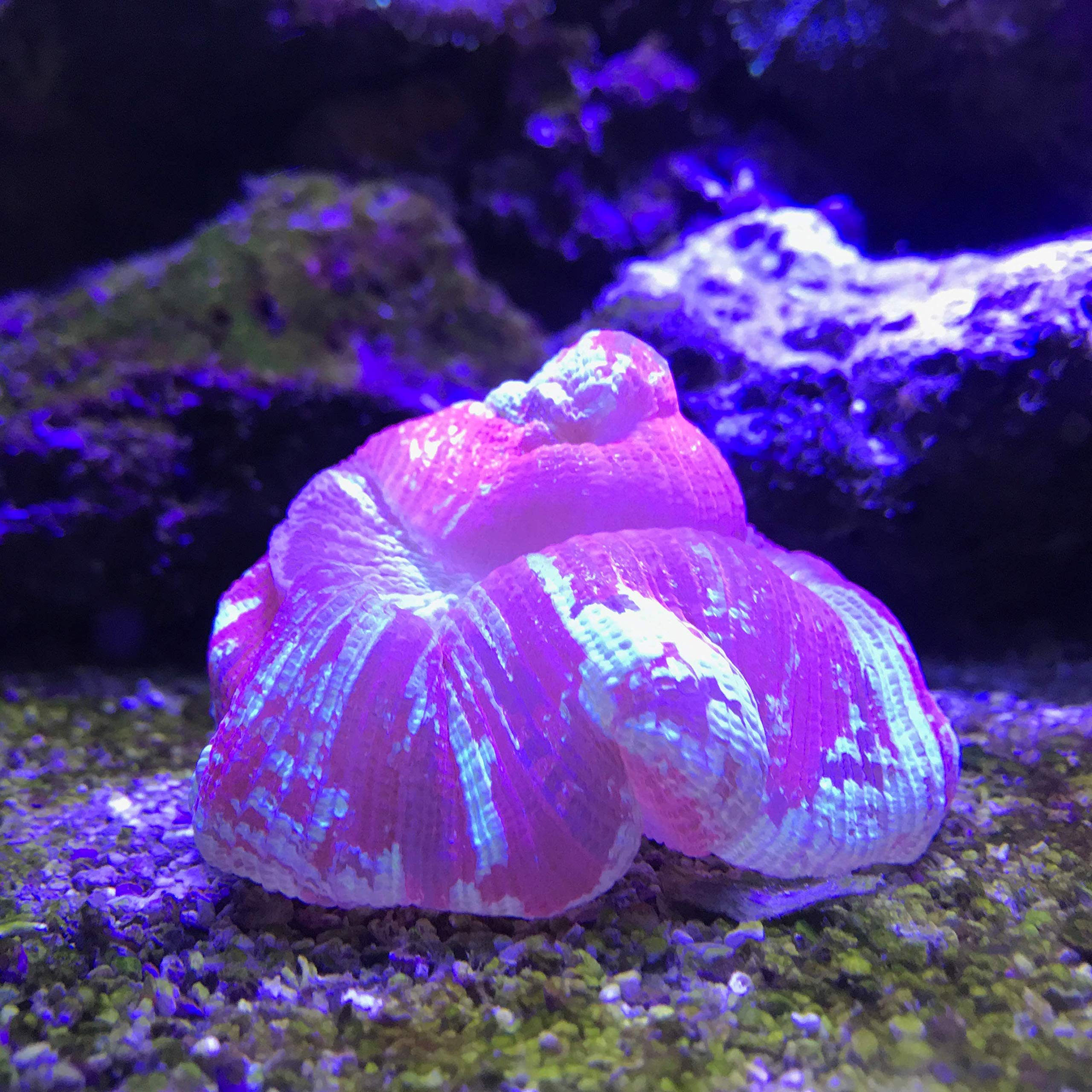 Seachem Reef Plus 500ml – vue de l'aquarium montrant le produit en action.